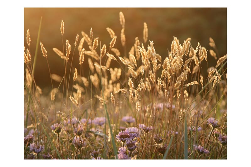 Fototapet Awakening Ceral Field 250x193, Artgeist sp. z o. o.