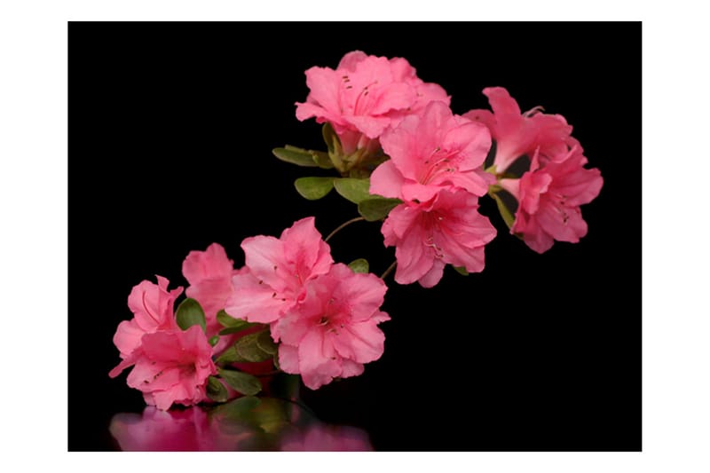 Fototapet Azalea In Black 350x270 - Artgeist sp. z o. o. - Innredning - Veggdekorasjon - Tapeter - Fototapeter