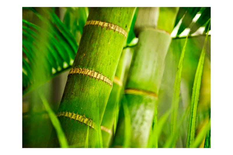 Fototapet Bamboo Detail 250x193 - Artgeist sp. z o. o. - Innredning - Veggdekorasjon - Tapeter - Fototapeter