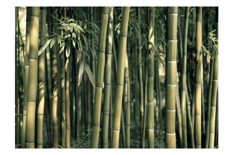 Fototapet Bamboo Exotic 150x105 - Artgeist sp. z o. o. - Innredning - Veggdekorasjon - Tapeter - Fototapeter