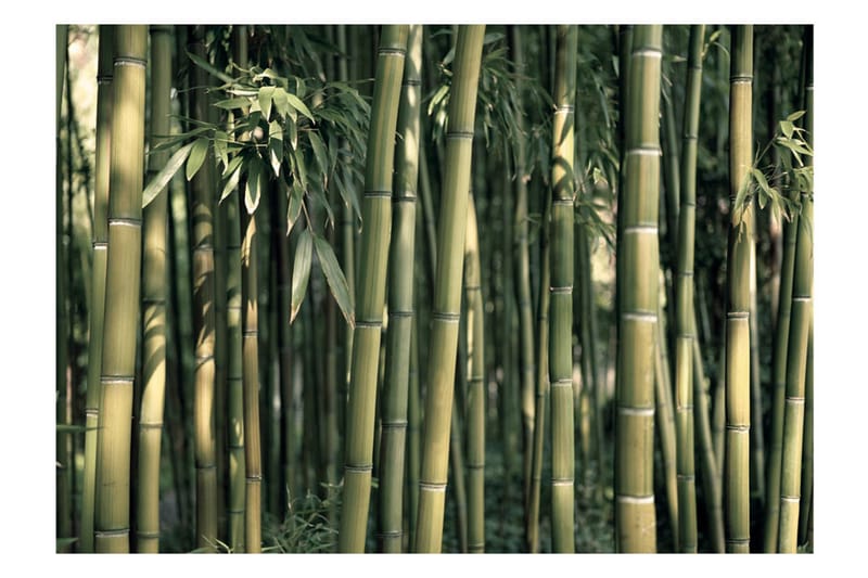 Fototapet Bamboo Exotic 250x175 - Artgeist sp. z o. o. - Fototapeter