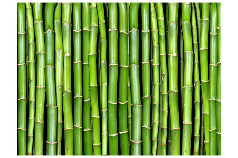 Fototapet Bamboo Wall 400x309, Artgeist sp. z o. o.