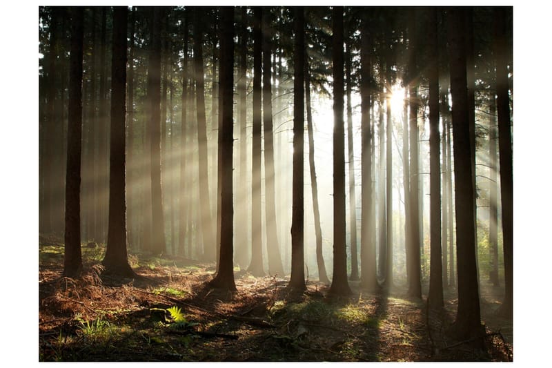 Fototapet Barskog 300x231, Artgeist sp. z o. o.