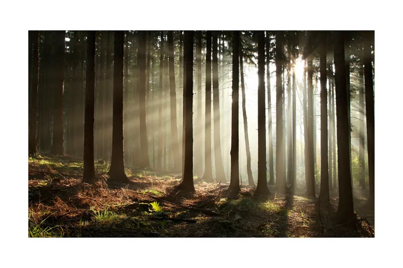 Fototapet Barskog 450x270 - Artgeist sp. z o. o. - Innredning - Veggdekorasjon - Tapeter - Fototapeter