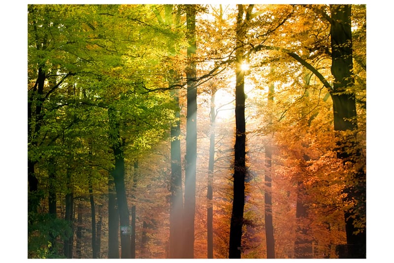 Fototapet Beautiful Autumn 200x154 - Artgeist sp. z o. o. - Innredning - Veggdekorasjon - Tapeter - Fototapeter