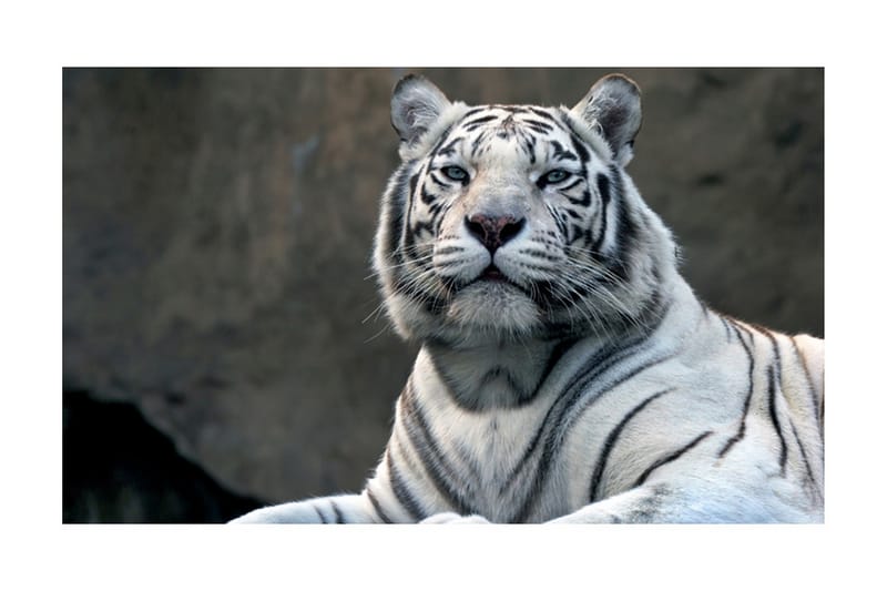 Fototapet Bengali Tiger Zoo 450x270 - Artgeist sp. z o. o. - Fototapeter