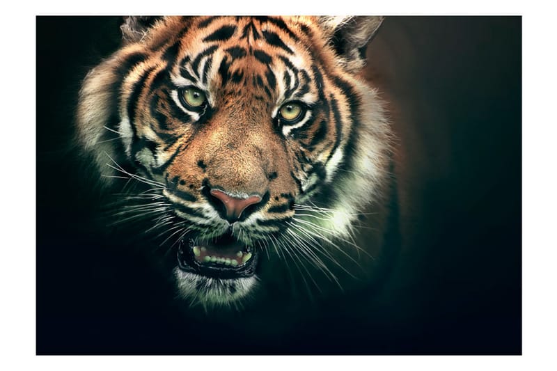 Fototapet Bengaltiger 300x231 - Artgeist sp. z o. o. - Innredning - Veggdekorasjon - Tapeter - Fototapeter