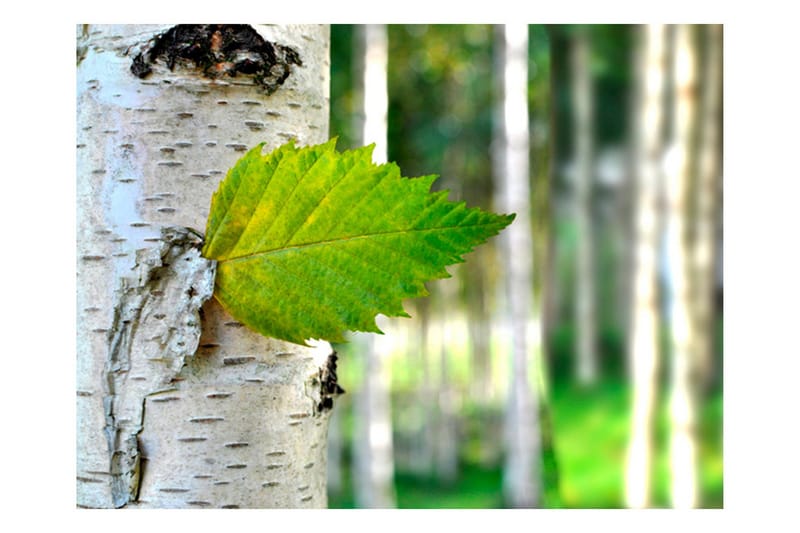 Fototapet Bjørkeløv 400x309, Artgeist sp. z o. o.