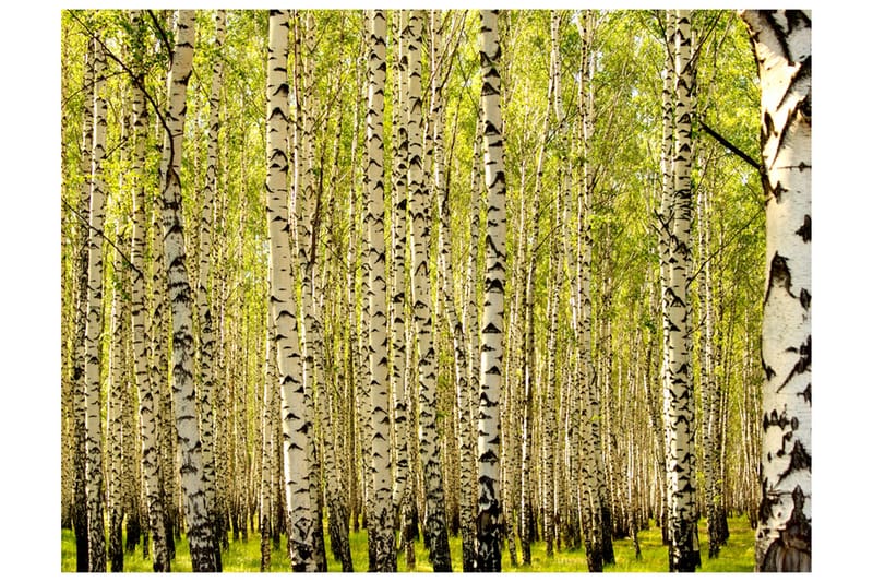 Fototapet Bjørkeskog 350x270 - Artgeist sp. z o. o. - Innredning - Veggdekorasjon - Tapeter - Fototapeter