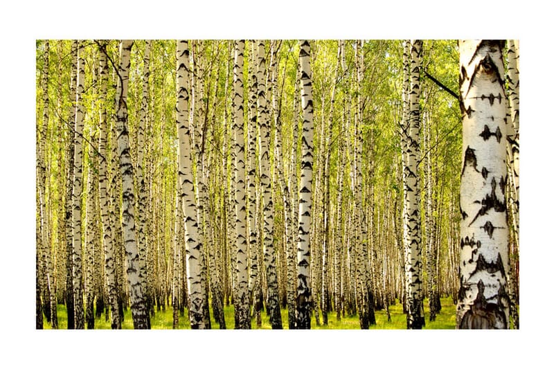 Fototapet Bjørkeskog 450x270 - Artgeist sp. z o. o. - Innredning - Veggdekorasjon - Tapeter - Fototapeter