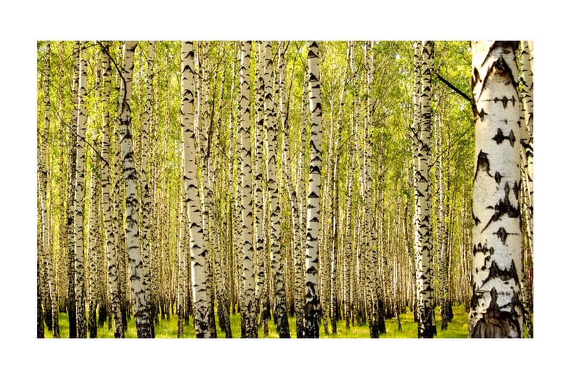 Fototapet Bjørkeskog 450x270 - Artgeist sp. z o. o. - Innredning - Veggdekorasjon - Tapeter - Fototapeter
