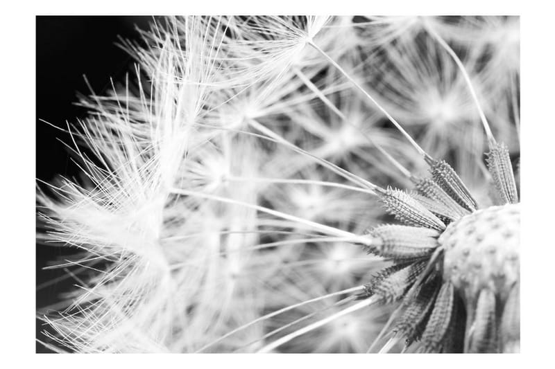 Fototapet Black And White Dandelion 150x105 - Artgeist sp. z o. o. - Innredning - Veggdekorasjon - Tapeter - Fototapeter