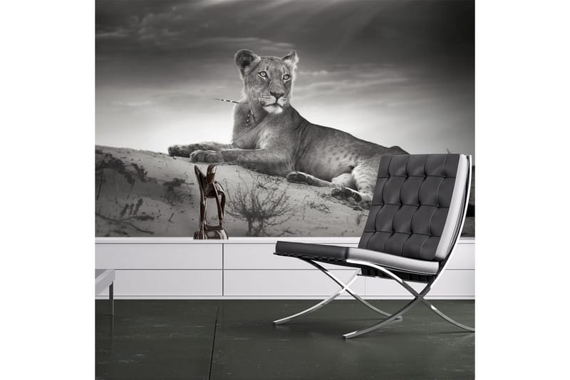 Fototapet Black And White Lioness 250x193, Artgeist sp. z o. o.