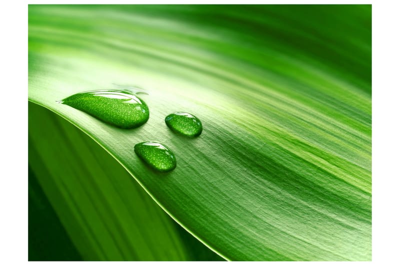 Fototapet Blad Og Tre Droper Vann 400x309, Artgeist sp. z o. o.