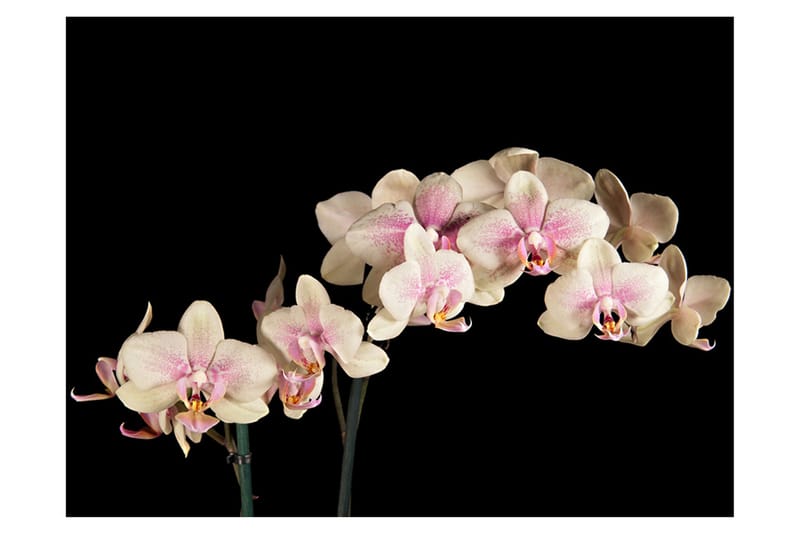 Fototapet Blooming Orchid 350x270 - Artgeist sp. z o. o. - Innredning - Veggdekorasjon - Tapeter - Fototapeter