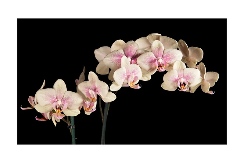 Fototapet Blooming Orchid 450x270 - Artgeist sp. z o. o. - Innredning - Veggdekorasjon - Tapeter - Fototapeter