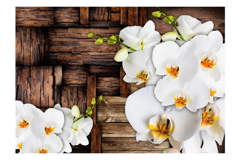 Fototapet Blooming Orchids 100x70 - Artgeist sp. z o. o. - Innredning - Veggdekorasjon - Tapeter - Fototapeter