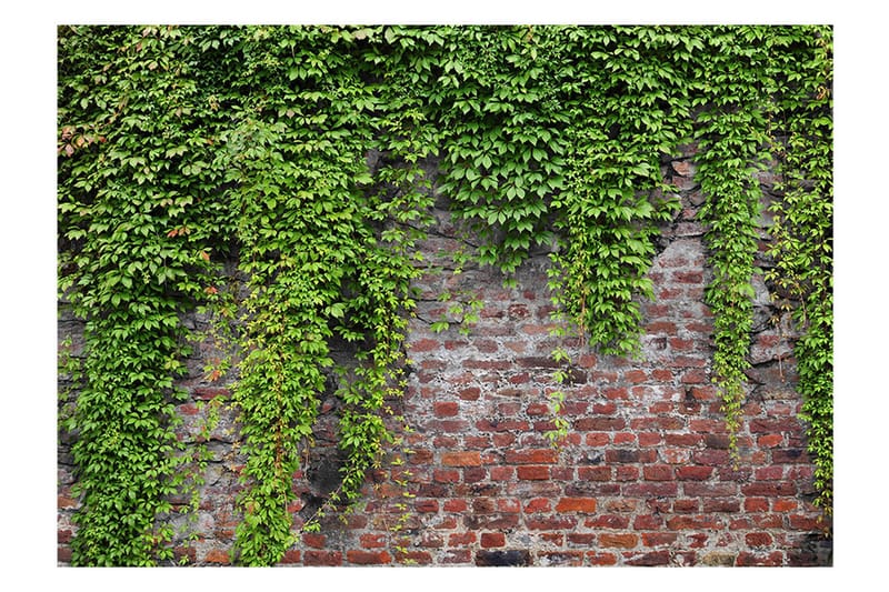 Fototapet Brick And Ivy 100x70 - Artgeist sp. z o. o. - Innredning - Veggdekorasjon - Tapeter - Fototapeter