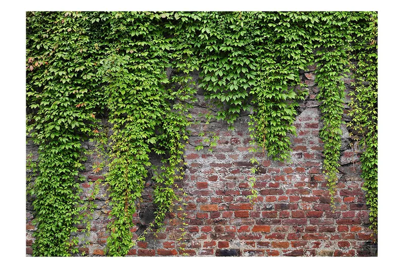 Fototapet Brick And Ivy 350x245 - Artgeist sp. z o. o. - Innredning - Veggdekorasjon - Tapeter - Fototapeter