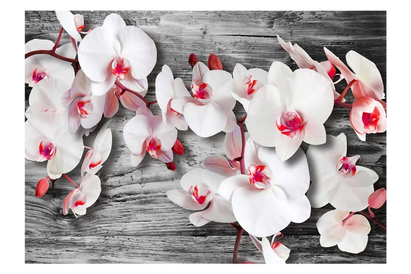 Fototapet Callous Orchids 350x245 - Artgeist sp. z o. o. - Innredning - Veggdekorasjon - Tapeter - Fototapeter