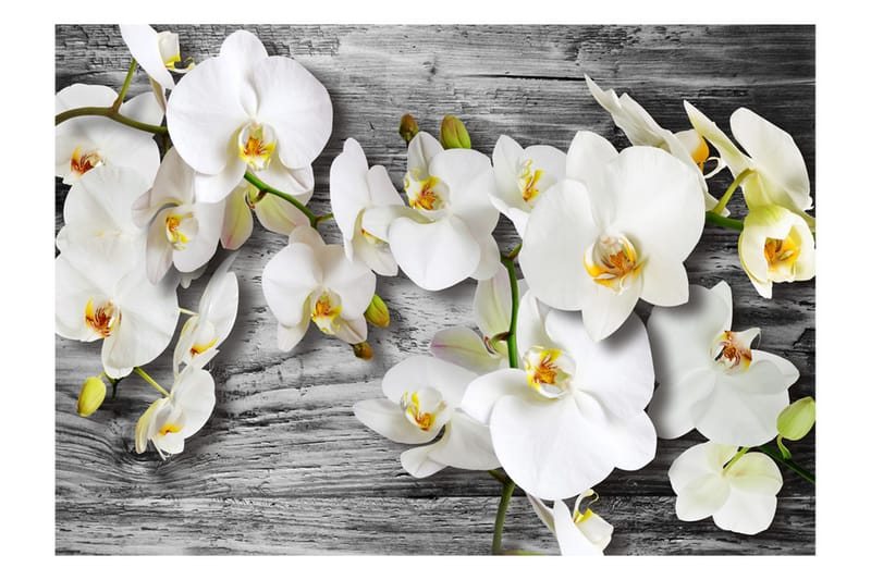 Fototapet Callous Orchids III 200x140 - Artgeist sp. z o. o. - Innredning - Veggdekorasjon - Tapeter - Fototapeter