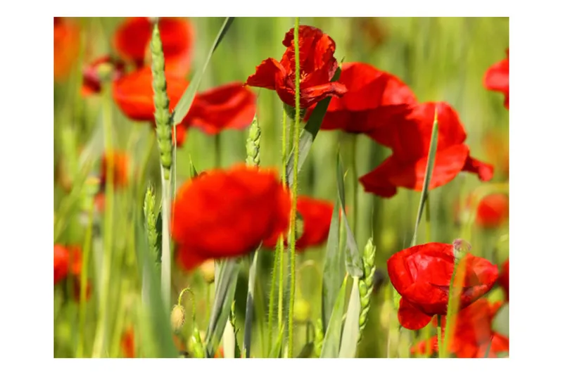 Fototapet Cereal Field With Poppy 200x154 - Artgeist sp. z o. o. - Innredning - Veggdekorasjon - Tapeter - Fototapeter