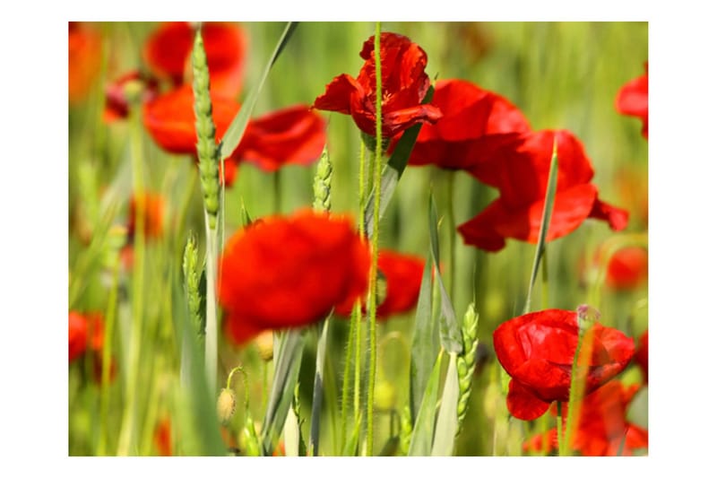 Fototapet Cereal Field With Poppy 250x193 - Artgeist sp. z o. o. - Innredning - Veggdekorasjon - Tapeter - Fototapeter