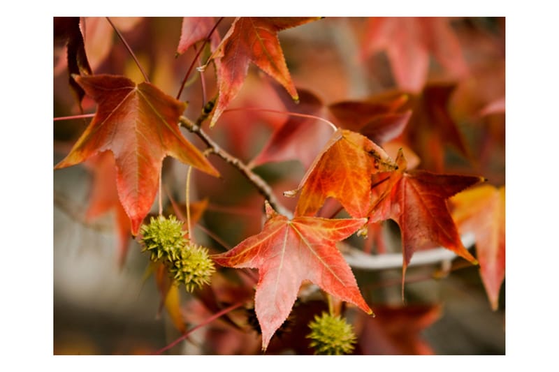 Fototapet Chestnut 350x270 - Artgeist sp. z o. o. - Innredning - Veggdekorasjon - Tapeter - Fototapeter