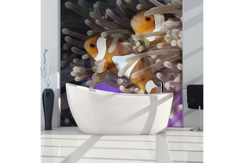 Fototapet Clownfish 350x270 - Artgeist sp. z o. o. - Innredning - Veggdekorasjon - Tapeter - Fototapeter