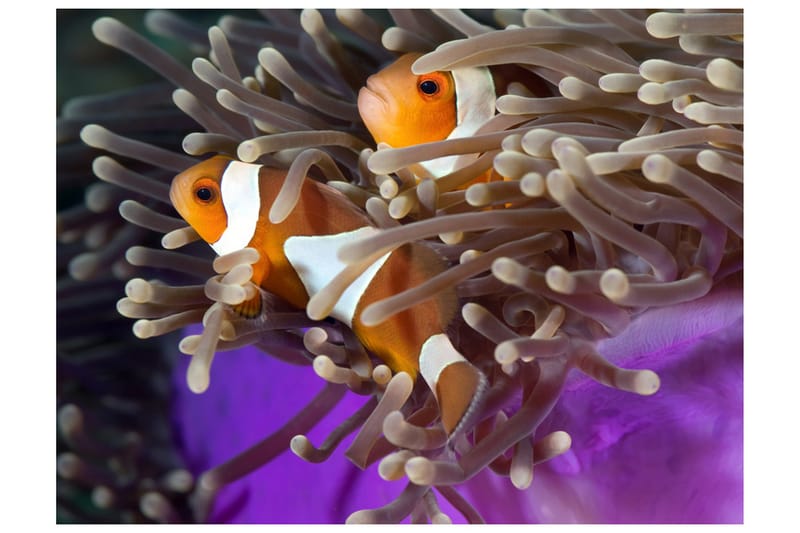 Fototapet Clownfish 400x309, Artgeist sp. z o. o.