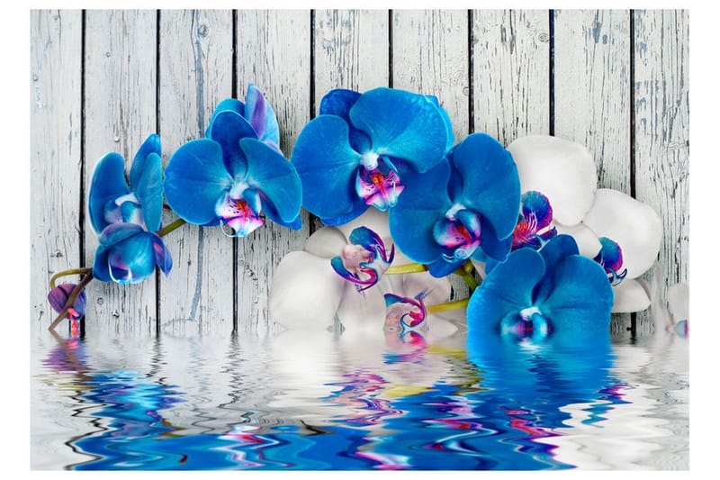 Fototapet Cobaltic Orchid 200x140 - Artgeist sp. z o. o. - Innredning - Veggdekorasjon - Tapeter - Fototapeter