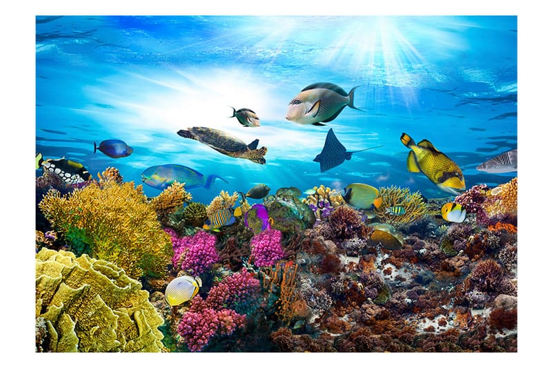 Fototapet Coral Reef 300x210 - Artgeist sp. z o. o. - Fototapeter