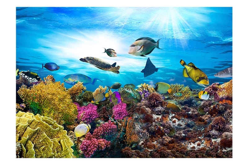 Fototapet Coral Reef 400x280 - Artgeist sp. z o. o. - Innredning - Veggdekorasjon - Tapeter - Fototapeter