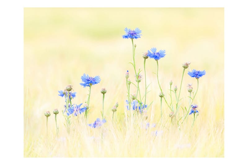 Fototapet Cornflowers 200x154 - Artgeist sp. z o. o. - Innredning - Veggdekorasjon - Tapeter - Fototapeter
