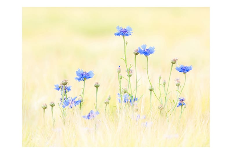 Fototapet Cornflowers 300x231 - Artgeist sp. z o. o. - Innredning - Veggdekorasjon - Tapeter - Fototapeter