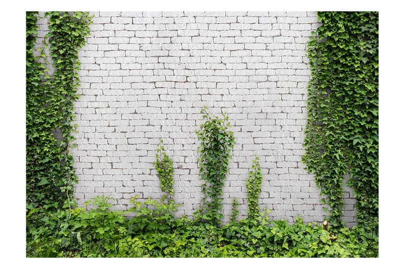 Fototapet Creeping Ivy 200x140 - Artgeist sp. z o. o. - Innredning - Veggdekorasjon - Tapeter - Fototapeter