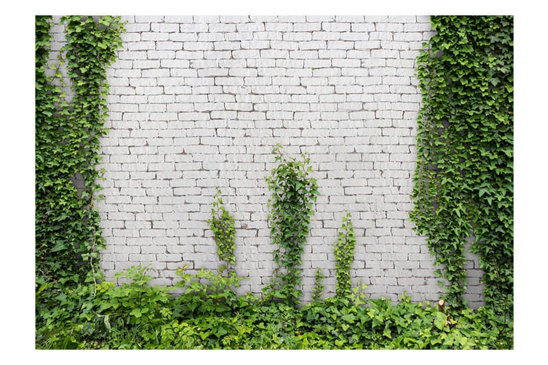 Fototapet Creeping Ivy 350x245 - Artgeist sp. z o. o. - Innredning - Veggdekorasjon - Tapeter - Fototapeter