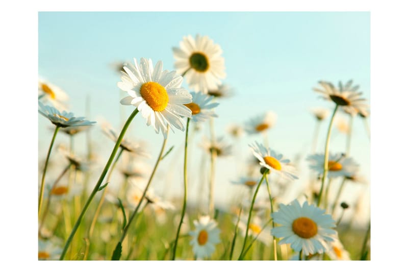 Fototapet Daisies Spring Meadow 250x193 - Artgeist sp. z o. o. - Innredning - Veggdekorasjon - Tapeter - Fototapeter