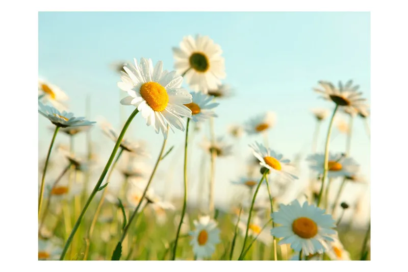 Fototapet Daisies Spring Meadow 250x193 - Artgeist sp. z o. o. - Innredning - Veggdekorasjon - Tapeter - Fototapeter