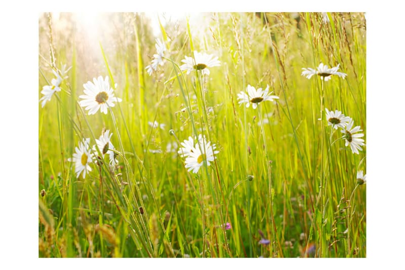 Fototapet Daisy Field 200x154, Artgeist sp. z o. o.