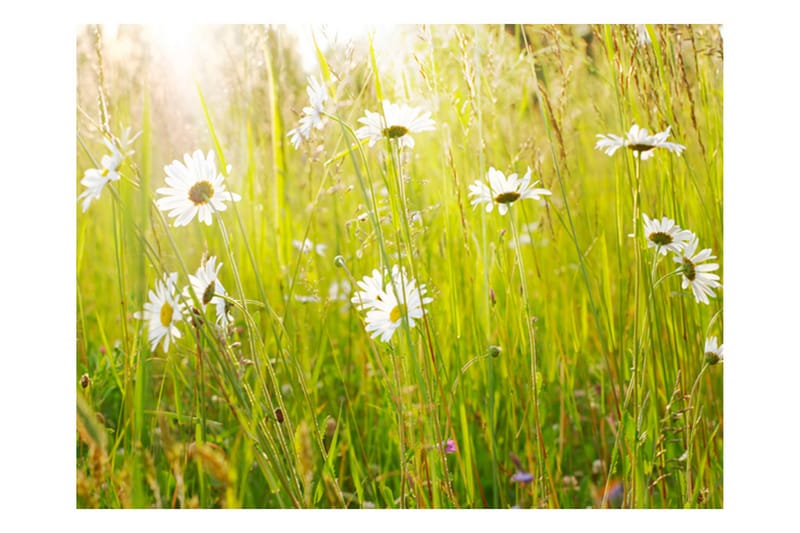 Fototapet Daisy Field 250x193 - Artgeist sp. z o. o. - Innredning - Veggdekorasjon - Tapeter - Fototapeter