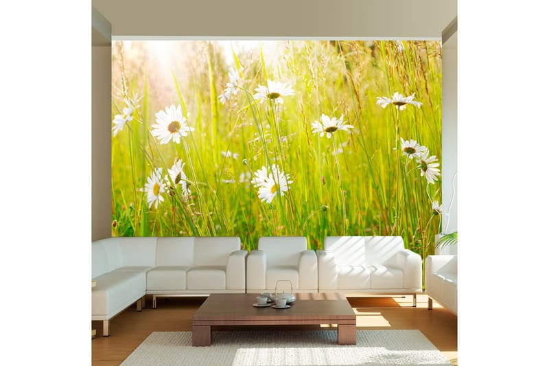 Fototapet Daisy Field 250x193 - Artgeist sp. z o. o. - Innredning - Veggdekorasjon - Tapeter - Fototapeter