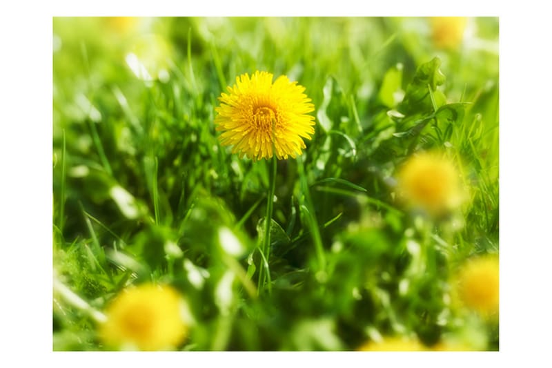Fototapet Dandelion Blomster 400x309 - Artgeist sp. z o. o. - Innredning - Veggdekorasjon - Tapeter - Fototapeter