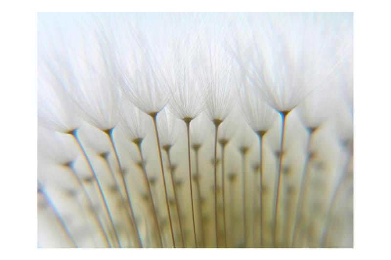 Fototapet Dandelion Forest 250x193 - Artgeist sp. z o. o. - Innredning - Veggdekorasjon - Tapeter - Fototapeter