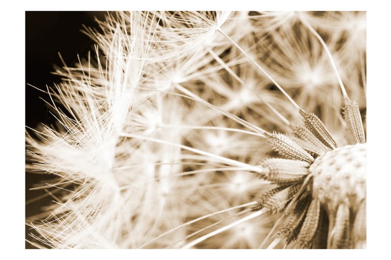 Fototapet Dandelion Sepia 350x245 - Artgeist sp. z o. o. - Innredning - Veggdekorasjon - Tapeter - Fototapeter