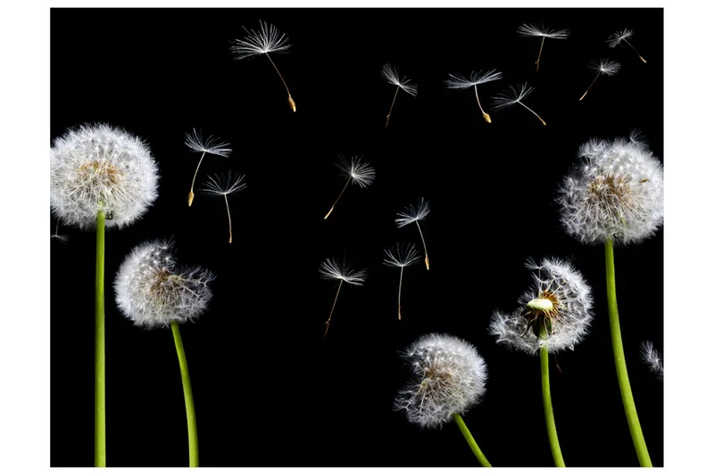 Fototapet Dandelions Wind 250x193, Artgeist sp. z o. o.