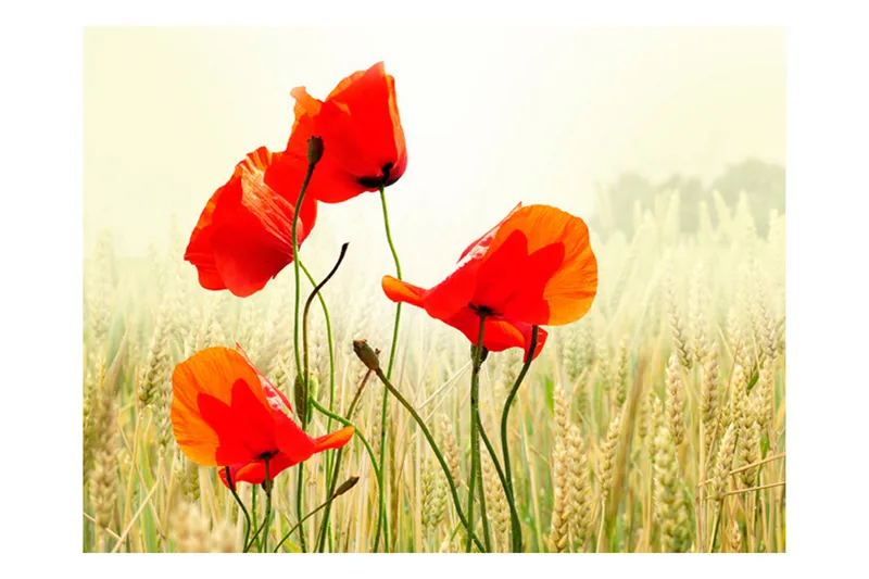 Fototapet Det Fine Med Ville Vallmuer 300x231, Artgeist sp. z o. o.