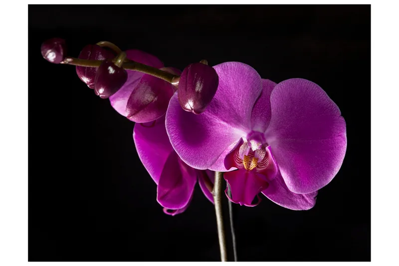 Fototapet Elegant Orchids 300x231 - Artgeist sp. z o. o. - Innredning - Veggdekorasjon - Tapeter - Fototapeter