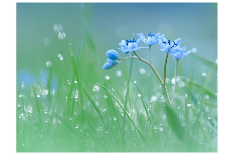 Fototapet En Eng Ved Daggry 200x154, Artgeist sp. z o. o.