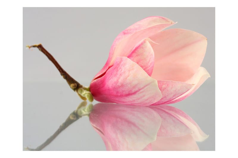 Fototapet En Ensom Magnolia Blomst 400x309 - Artgeist sp. z o. o. - Innredning - Veggdekorasjon - Tapeter - Fototapeter